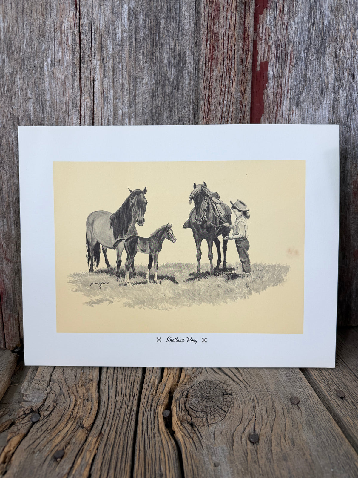 Shetland Pony print by John Mariani