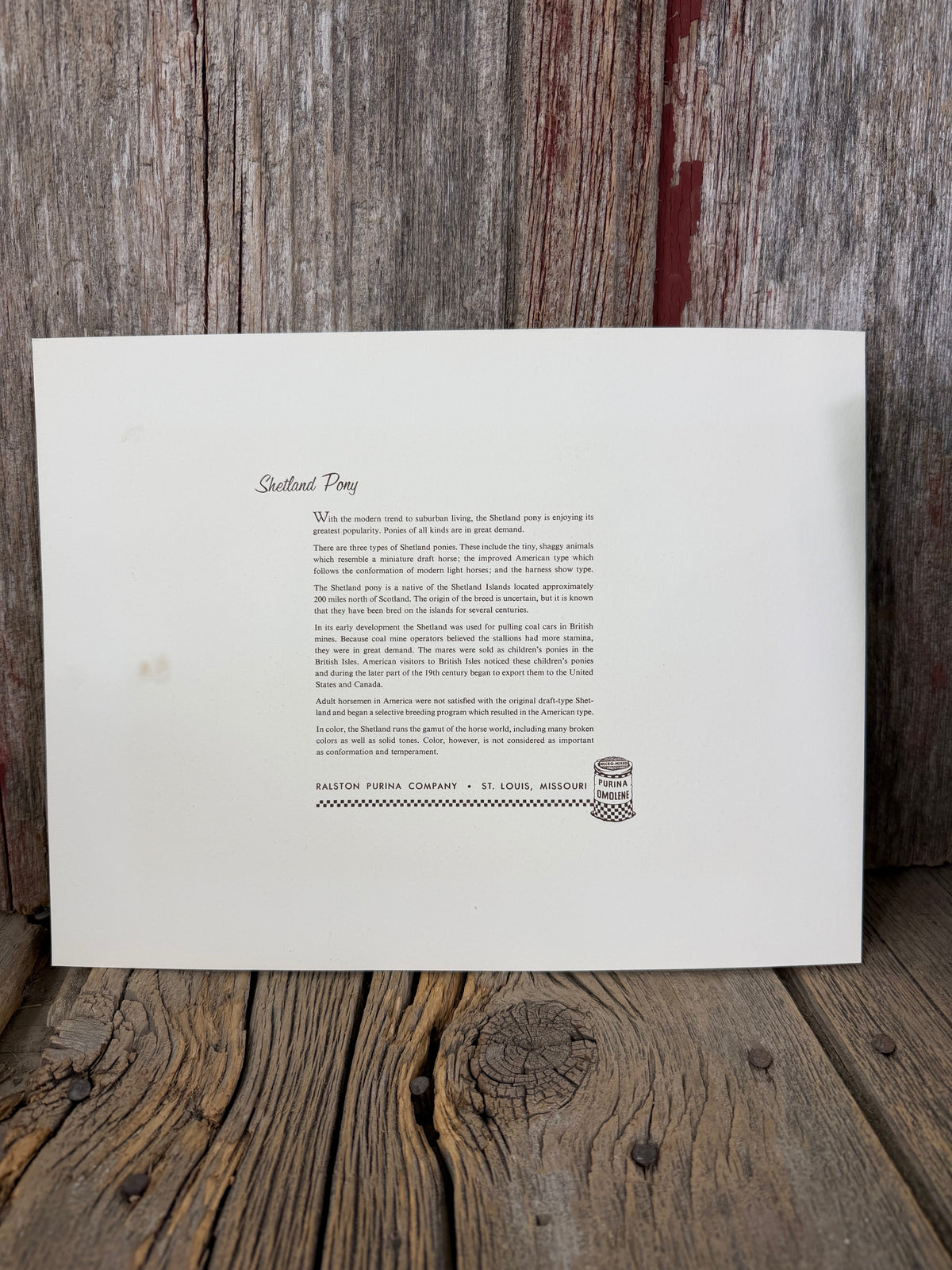 Shetland Pony print by John Mariani